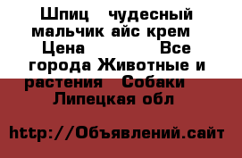 Шпиц - чудесный мальчик айс-крем › Цена ­ 20 000 - Все города Животные и растения » Собаки   . Липецкая обл.